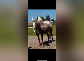 American Miniature Horse, Mare, 14 years, 8.2 hh, Leopard-Piebald