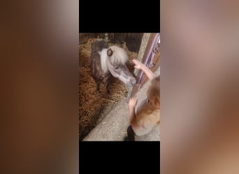 American Miniature Horse, Mare, 18 years, 8,2 hh, Gray