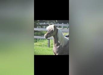 American Miniature Horse, Mare, 18 years, 8,2 hh, White