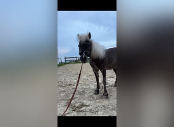 American Miniature Horse, Mare, 18 years, 8,2 hh, White