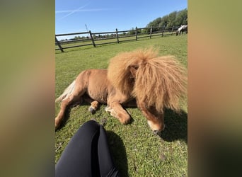 American Miniature Horse, Mare, 1 year, 6.1 hh, Chestnut-Red