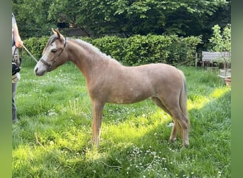 American Miniature Horse, Mare, 1 year, 8.1 hh, Sabino