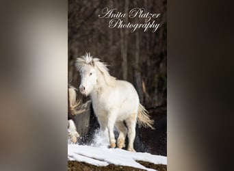 American Miniature Horse, Mare, 1 year, 8 hh, Pinto
