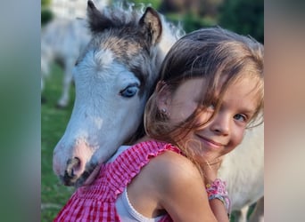 American Miniature Horse, Mare, 1 year, Tovero-all-colors