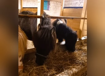 American Miniature Horse, Mare, 2 years, 10,2 hh, Pinto