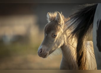 American Miniature Horse, Mare, 2 years, 7,2 hh, Champagne