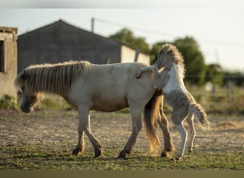 American Miniature Horse, Mare, 2 years, 7,2 hh, Champagne