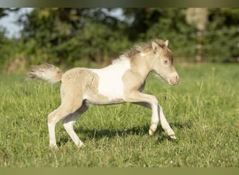 American Miniature Horse, Mare, 2 years, 7,2 hh, Champagne