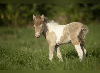 American Miniature Horse, Mare, 2 years, 7,2 hh, Champagne