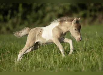 American Miniature Horse, Mare, 2 years, 7,2 hh, Champagne