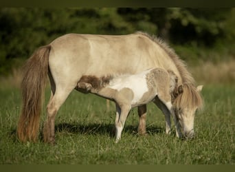 American Miniature Horse, Mare, 2 years, 7,2 hh, Champagne