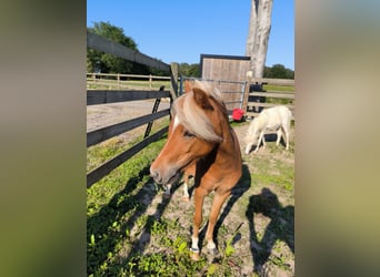 American Miniature Horse, Mare, 2 years, 7.3 hh, Chestnut