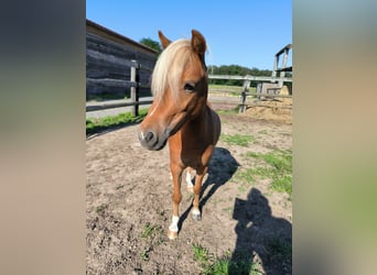 American Miniature Horse, Mare, 2 years, 7.3 hh, Chestnut