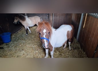 American Miniature Horse Mix, Mare, 2 years, 8.2 hh, Palomino