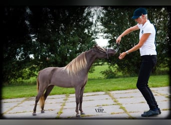 American Miniature Horse, Mare, 2 years, Black