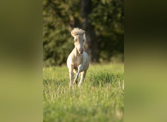 American Miniature Horse, Mare, 3 years, 7,3 hh, Champagne