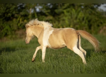 American Miniature Horse, Mare, 3 years, 7,3 hh, Champagne