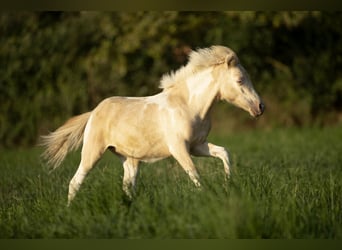 American Miniature Horse, Mare, 3 years, 7,3 hh, Champagne