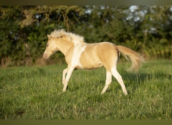 American Miniature Horse, Mare, 3 years, 7,3 hh, Champagne