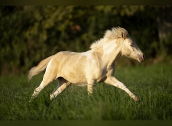 American Miniature Horse, Mare, 3 years, 7,3 hh, Champagne