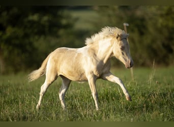 American Miniature Horse, Mare, 3 years, 7,3 hh, Champagne