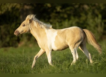 American Miniature Horse, Mare, 3 years, 7,3 hh, Champagne