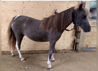American Miniature Horse, Mare, 3 years, 7,2 hh, Brown