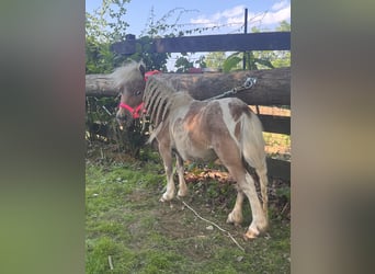 American Miniature Horse, Mare, 4 years, 7 hh, Bay