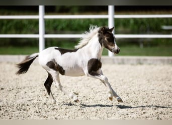 American Miniature Horse, Mare, 4 years, 8,1 hh