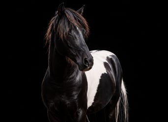 American Miniature Horse, Mare, 4 years, 9.2 hh