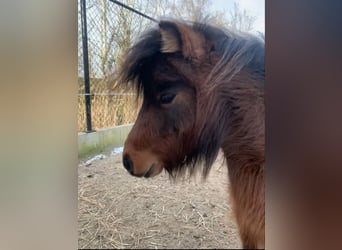 American Miniature Horse, Mare, 4 years, Brown