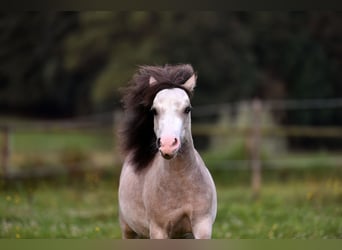 American Miniature Horse, Mare, 6 years, 9 hh, Gray-Fleabitten