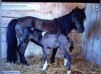 American Miniature Horse, Mare, 6 years, 9,1 hh, Black
