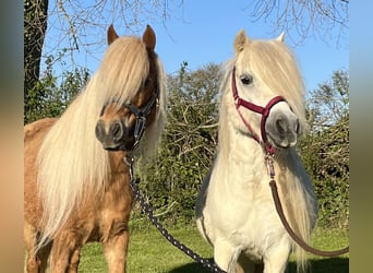 American Miniature Horse, Mare, 6 years, 9,2 hh, Chestnut-Red