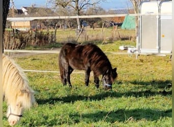 American Miniature Horse, Mare, 7 years, 8,1 hh, Black