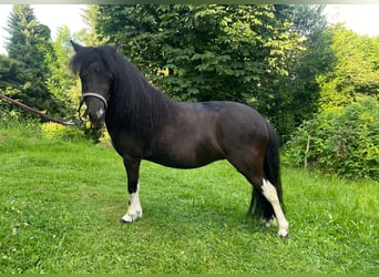 American Miniature Horse, Mare, 8 years, 8.1 hh, Bay-Dark