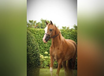 American Miniature Horse, Mare, 8 years, 9,2 hh, Sabino