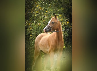 American Miniature Horse, Mare, 8 years, 9,2 hh, Sabino