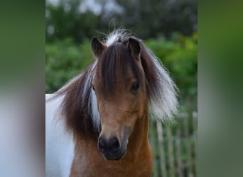 American Miniature Horse, Mare, 8 years, 9 hh, Buckskin