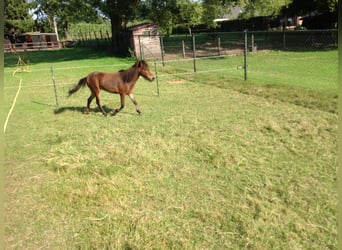 American Miniature Horse, Mare, 8 years, Brown