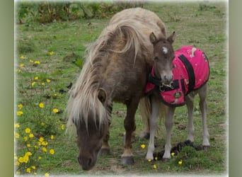 American Miniature Horse, Mare, 8 years