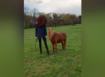 American Miniature Horse, Mare, 9 years, 9.1 hh, Chestnut-Red