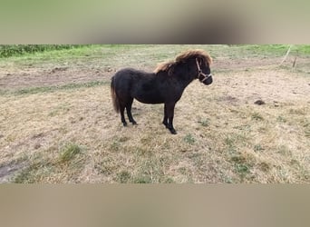 American Miniature Horse Mix, Mare, Foal (02/2025), 7.3 hh, Black