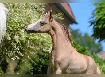 American Miniature Horse, Mare, Foal (05/2023), 8 hh, Sorrel
