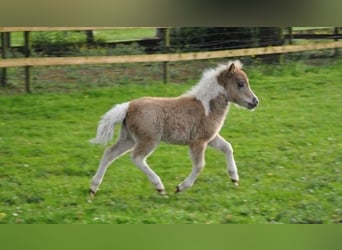 American Miniature Horse, Mare, Foal (04/2024), 8 hh, Tobiano-all-colors