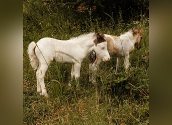 American Miniature Horse, Mare, Foal (05/2026)