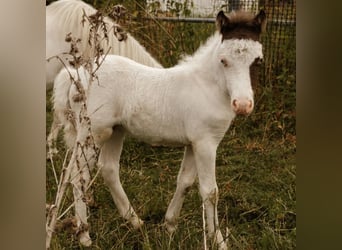 American Miniature Horse, Mare, Foal (05/2026)