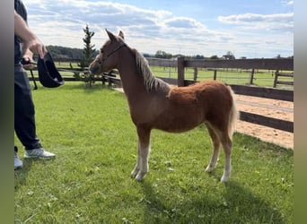 American Miniature Horse, Mare, Foal (01/2026), Chestnut