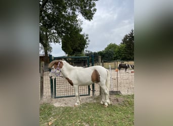 American Miniature Horse, Stallion, 10 years, 7,1 hh, Overo-all-colors