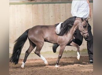 American Miniature Horse, Stallion, 11 years, 7.3 hh, Black